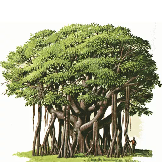 banyan