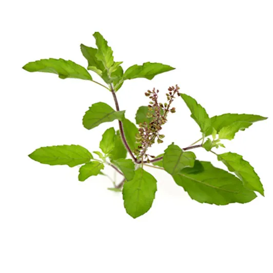tulsi